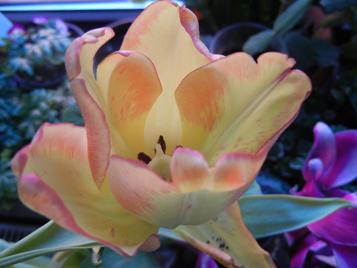 Yellow & Orange Tulip (2013, March 05)