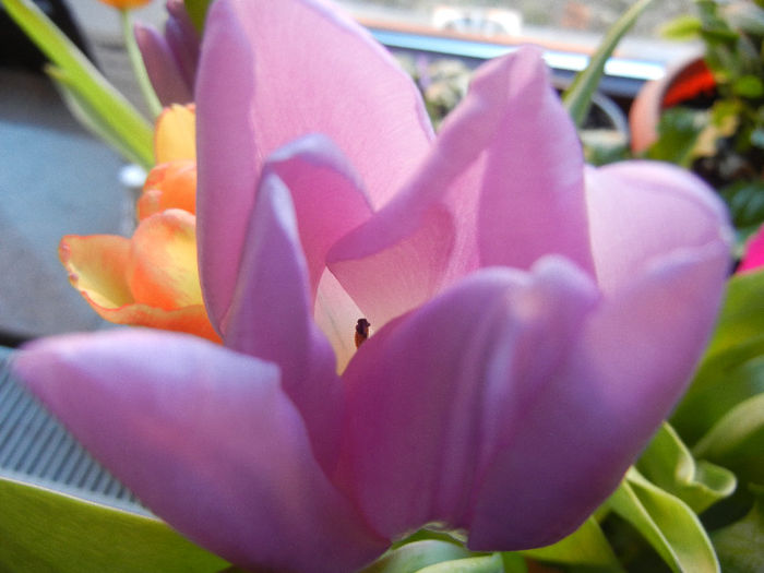 Purple Tulip (2013, March 05)