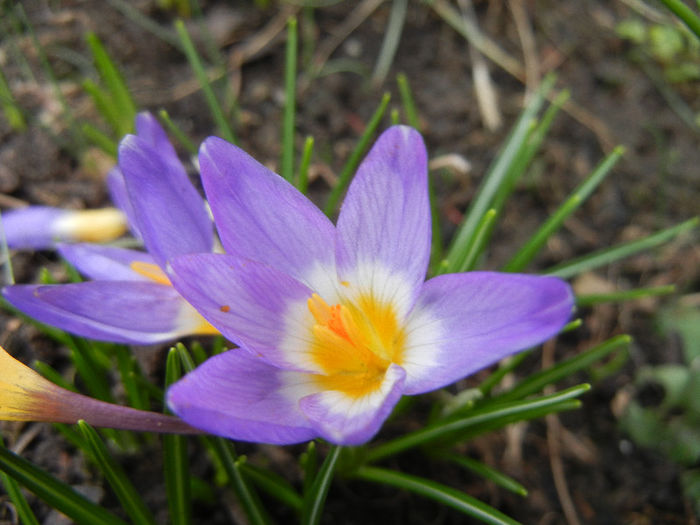 Crocus sieberi Tricolor (2013, March 14)