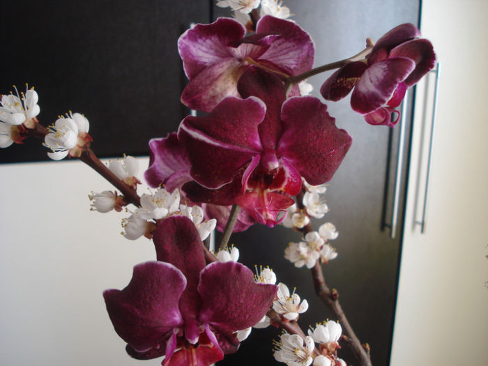 Phalaenopsis si flori de cais - Orhidee