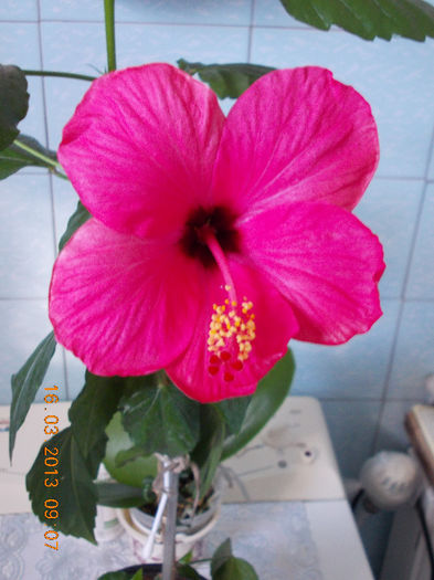 16 martie 2013-flori 003 - hibiscus -1