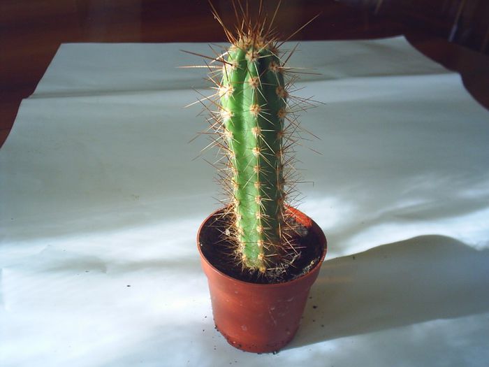 PIC_0107 - Cactusi