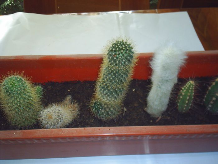 PIC_0154 - Cactusi