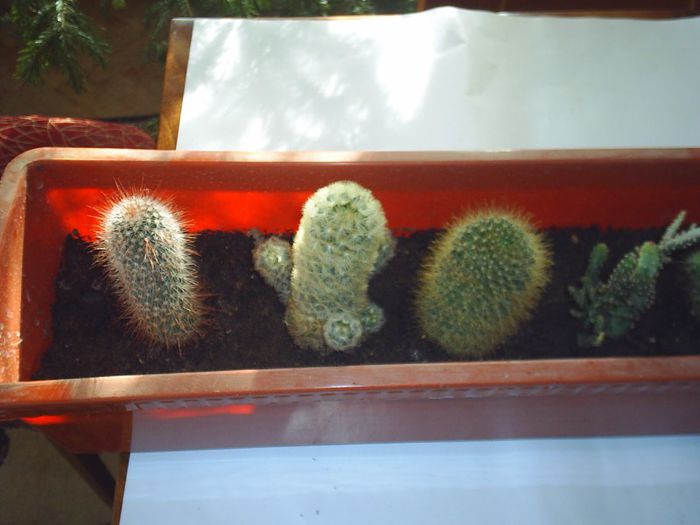 PIC_0156 - Cactusi