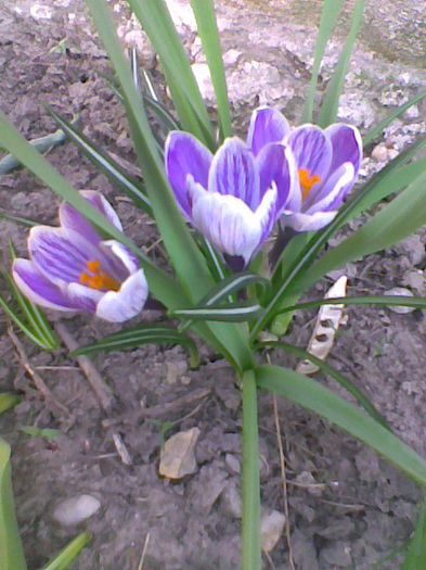 crocus sibersz