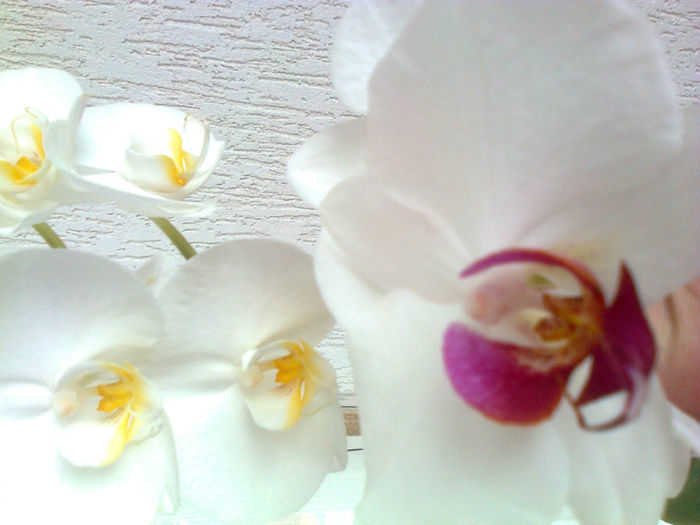 orhidee - 2013 FLORI INTERIOR