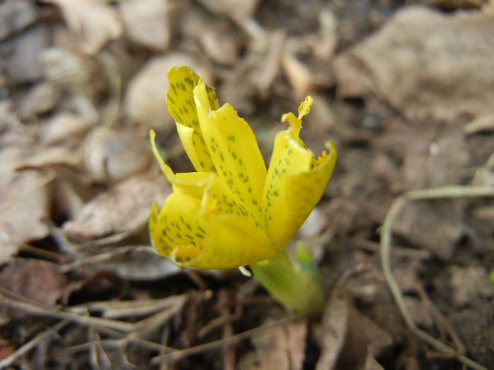 Iris danfordiae (2013, March 18)