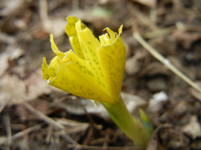 Iris danfordiae (2013, March 18)