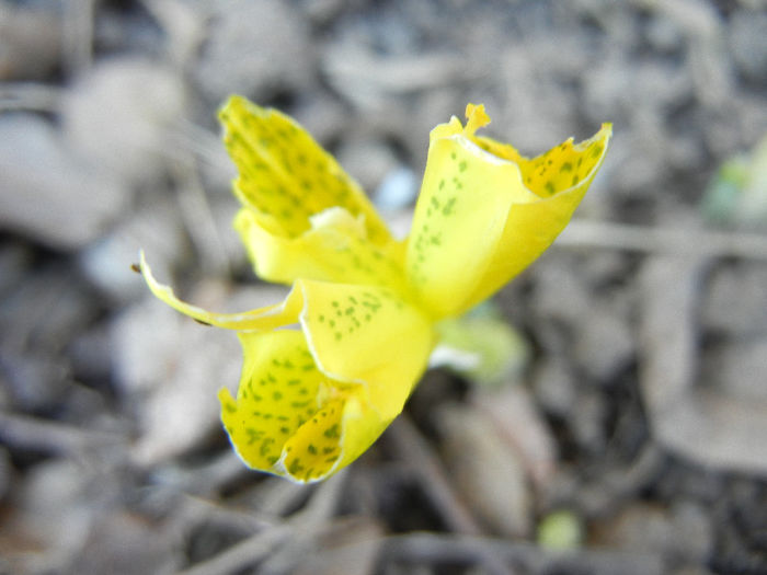 Iris danfordiae (2013, March 20)
