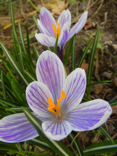 Crocus King of the Striped (2013, Mar.20) - Crocus King of the Striped