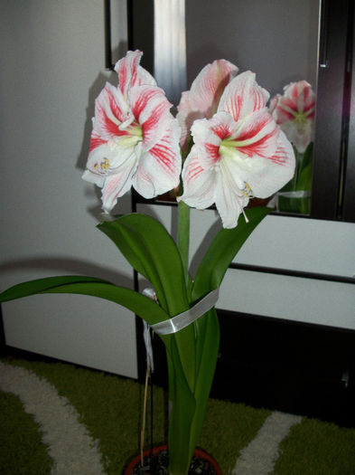 100_3449 - amaryllis amorice