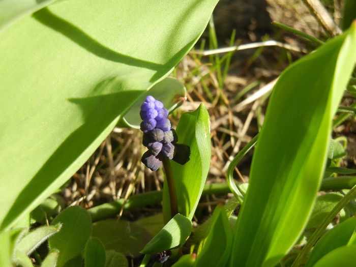 Muscari latifolium (2013, March 20)