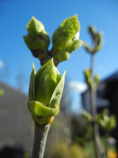 Lilac Buds_Syringa (2013, March 20) - 03 Garden in March