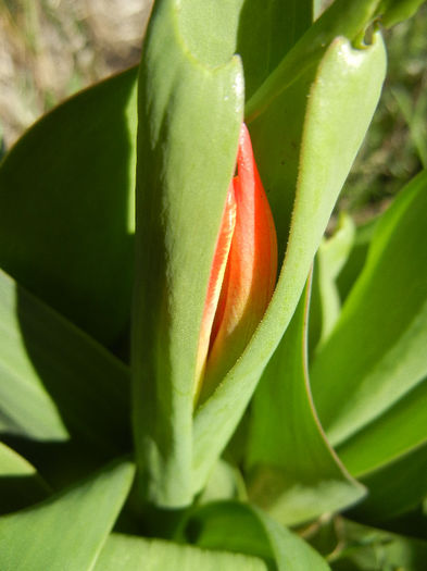 Tulip_Lalea (2013, March 20) - 03 Garden in March