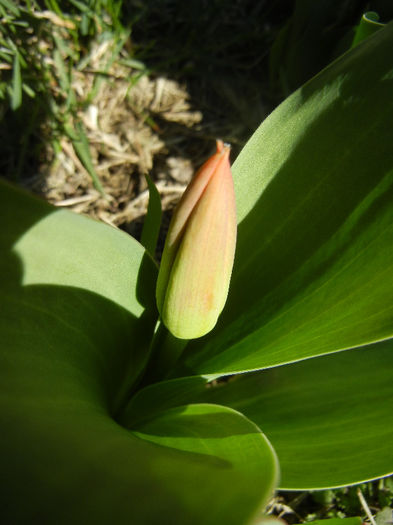 Tulip_Lalea (2013, March 20) - 03 Garden in March