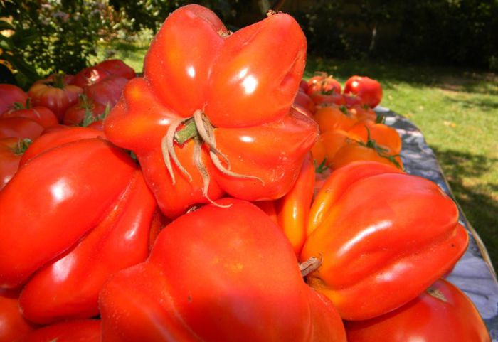 tomate gogosar