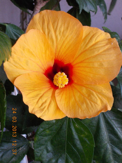 24 martie 2013-flori 038 - hibiscus -1