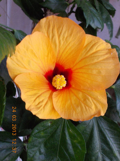 24 martie 2013-flori 041 - hibiscus -1