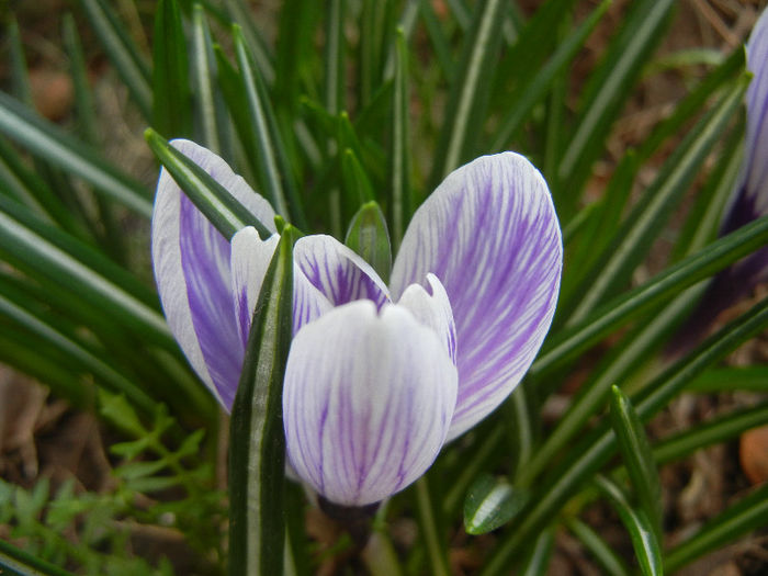 Crocus King of the Striped (2013, Mar.23) - Crocus King of the Striped