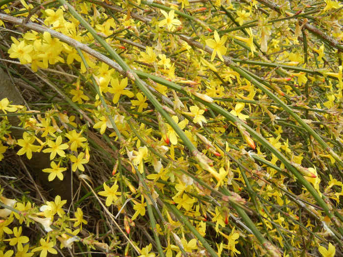 Jasminum nudiflorum (2013, March 24)