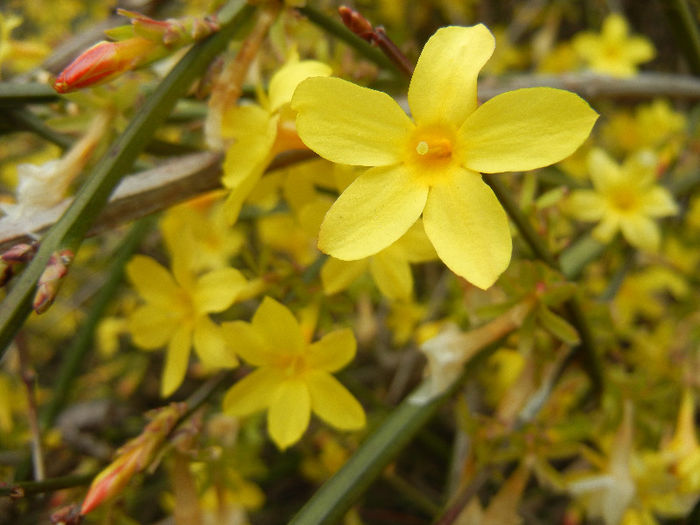 Jasminum nudiflorum (2013, March 24)