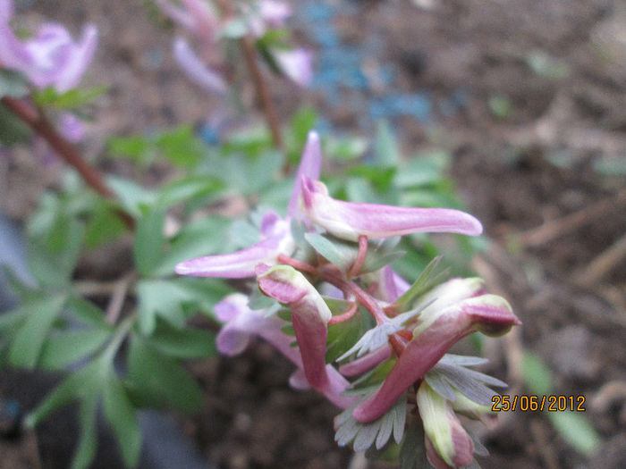 floare de brebenei - ultimile flori martie 2013