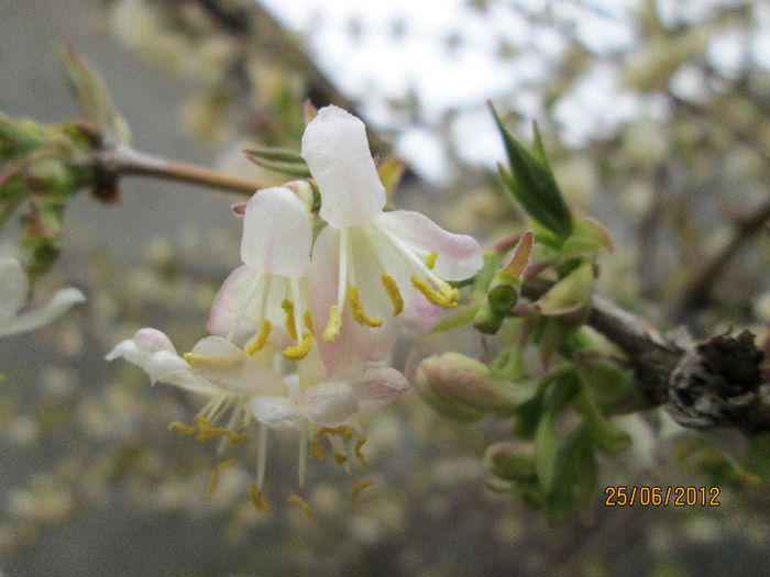 floare parfumata de lonicera fragrantissima - ultimile flori martie 2013