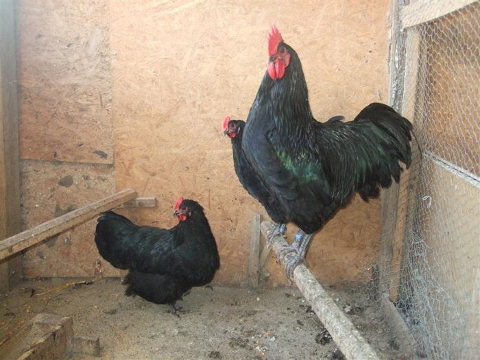 DSCF8370 - Australorp - arhiva