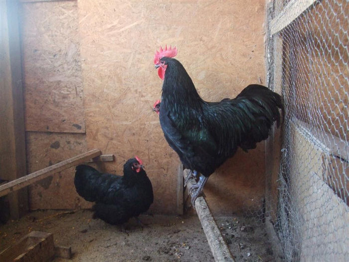 cocos 95p Craiova - Australorp - arhiva