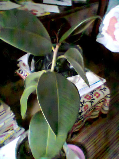 ficus