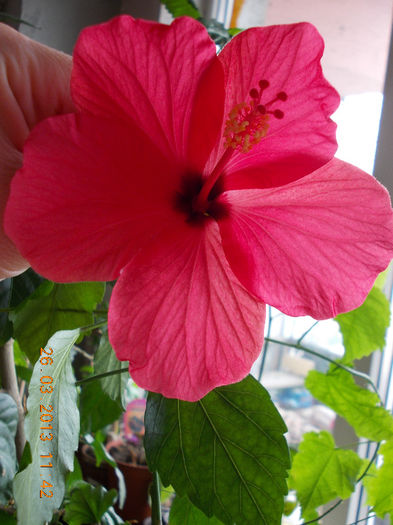 hibi rosu simplu - hibiscus -1