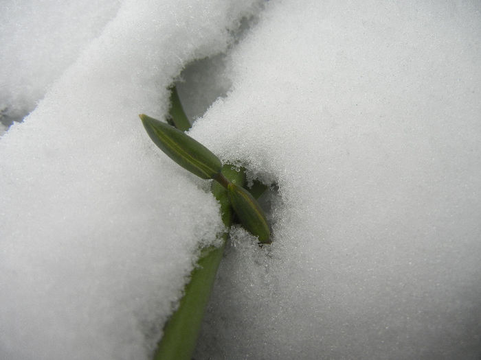 Tulipa Turkestanica (2013, March 26)