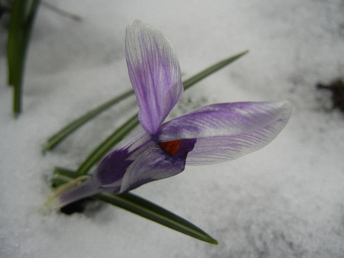 Crocus King of the Striped (2013, Mar.27) - Crocus King of the Striped