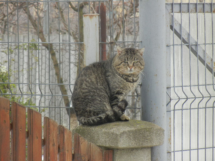 Grey cat, 28mar2013 - CATS_Pisici