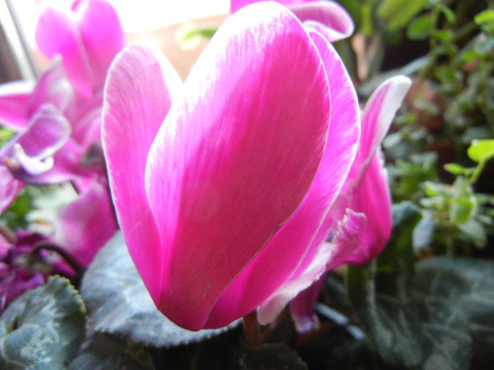 Cyclamen (2013, March 10)