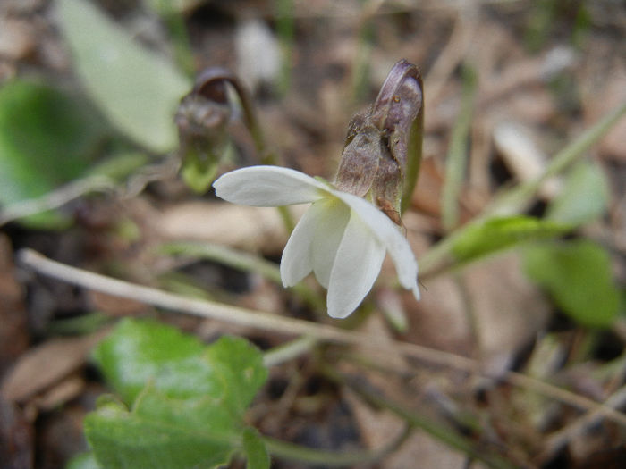 Viola blanda (2013, March 19) - SWEET VIOLET White