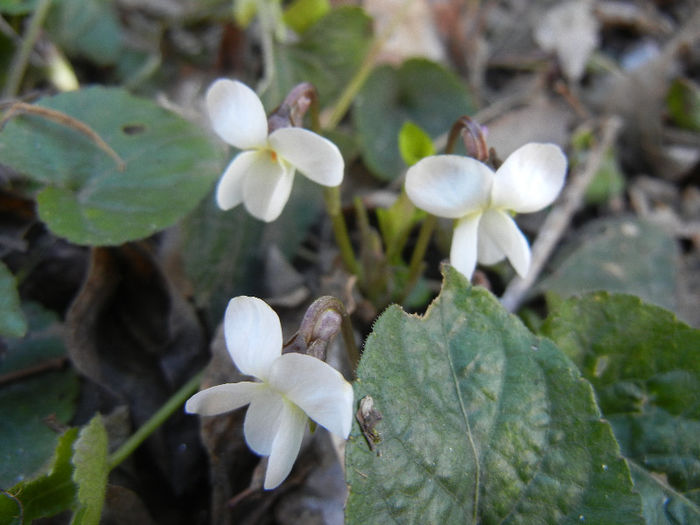 Viola blanda (2013, March 20)
