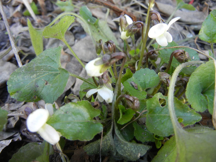 Sweet White Violet (2013, March 20)