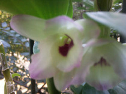 47552673_MAOTUZPPK - dendrobium