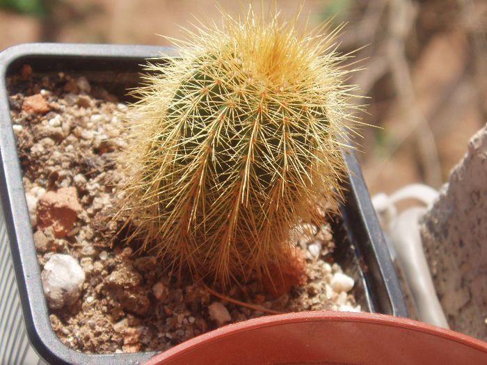 eriocactus warasii