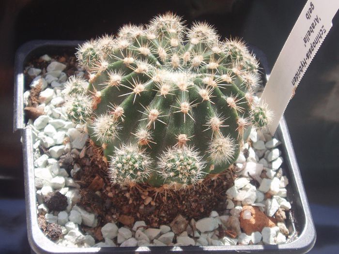 echinopsis - Cactusi si suculente 2013