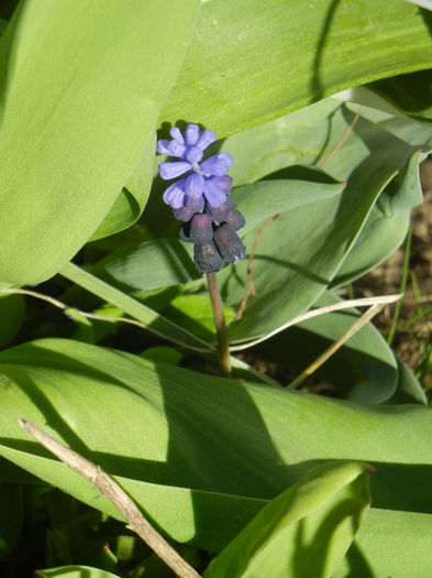 Muscari latifolium (2013, April 01) - Muscari latifolium