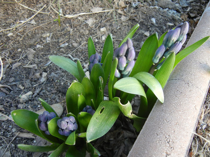 Hyacinth Delft Blue (2013, April 01)