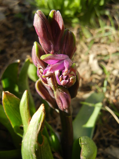 Hyacinth Amethyst (2013, April 01)