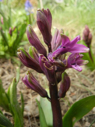 Hyacinth Amethyst (2013, April 02)