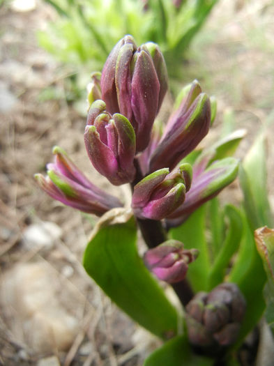 Hyacinth Amethyst (2013, April 02)