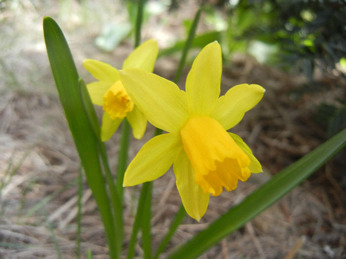 Narcissus Tete-a-Tete (2013, April 02)