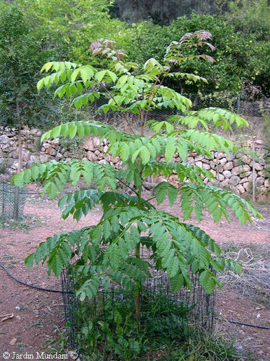 Acrocarpus fraxinifolius - a- copaci si plante diverse pt Romania