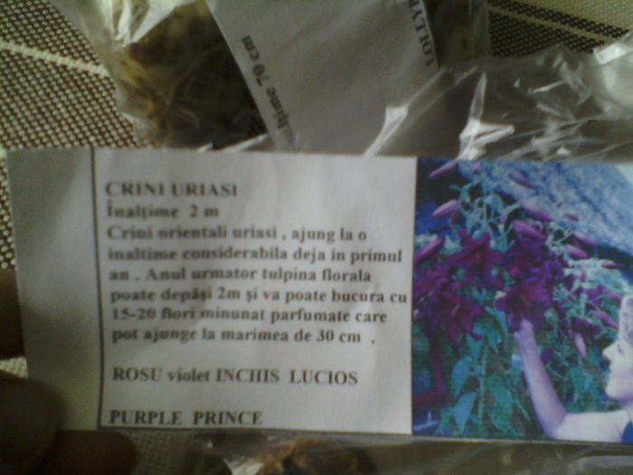 CRIN PURPLE PRINCE; INALTIME 2 M
