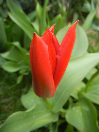 Tulipa Madame Lefeber (2013, April 04) - Tulipa Madame Lefeber